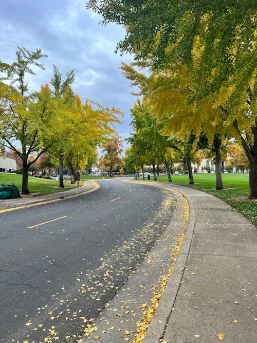 Autumn Trees around Street in Town