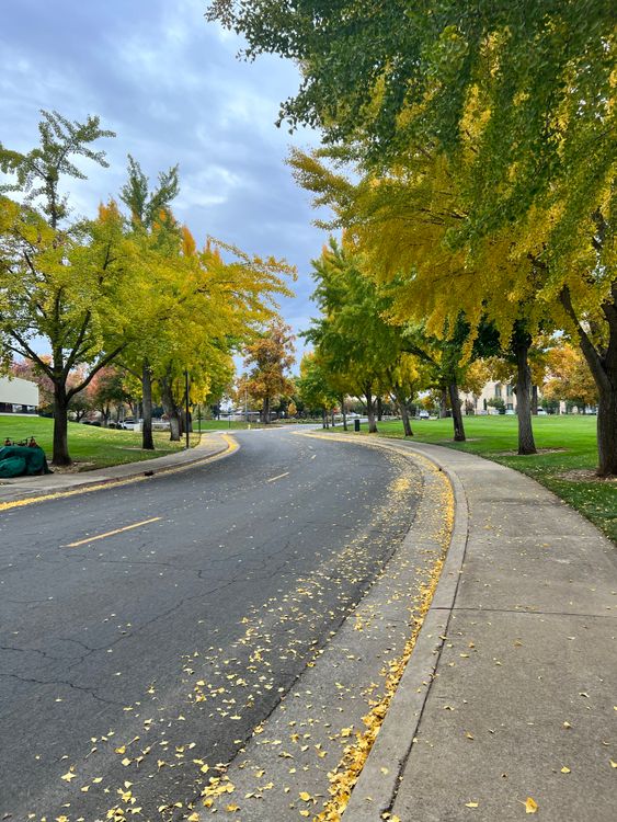 Autumn Trees around Street in Town · Free Stock Photo