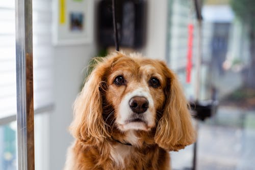 Immagine gratuita di animale domestico, cane, fotografia di animali