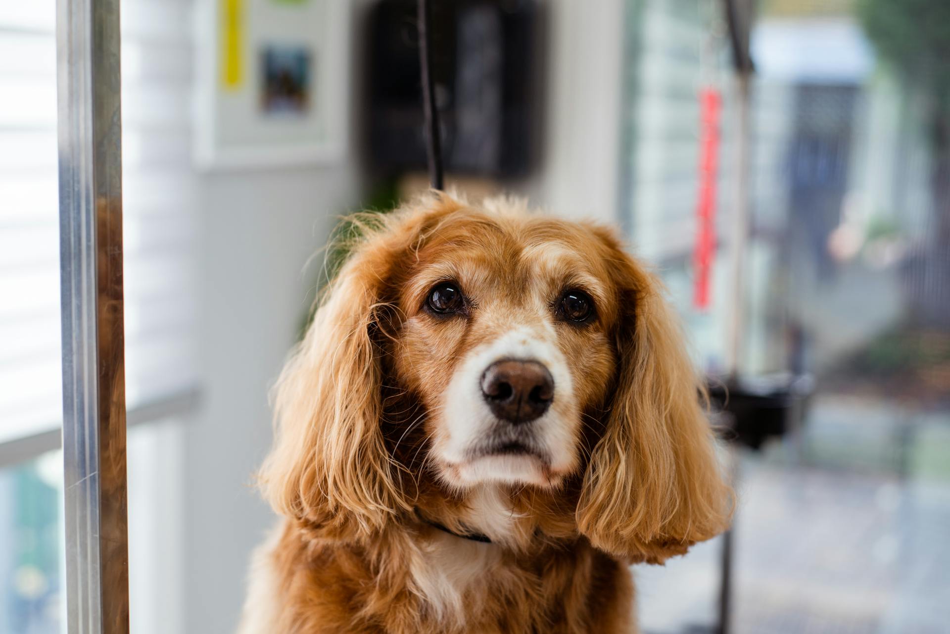 Portrait de chien