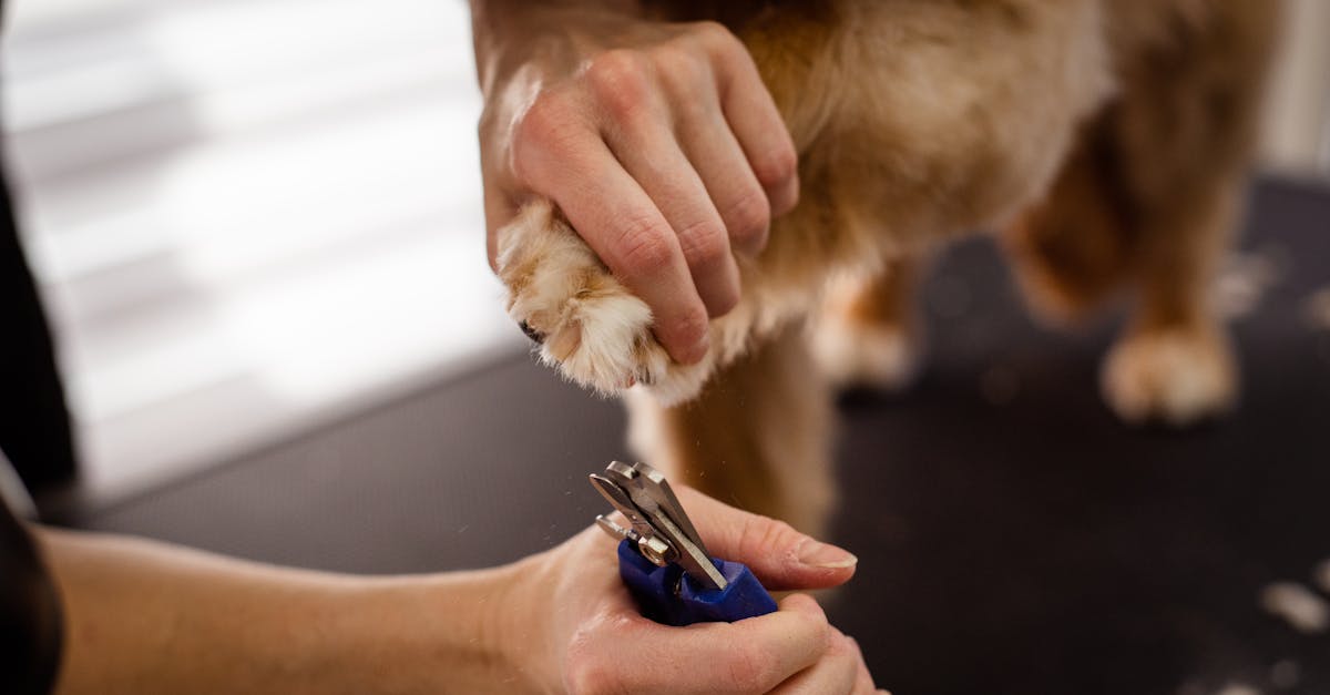 Dog Groomer Trimming Dogs Nails