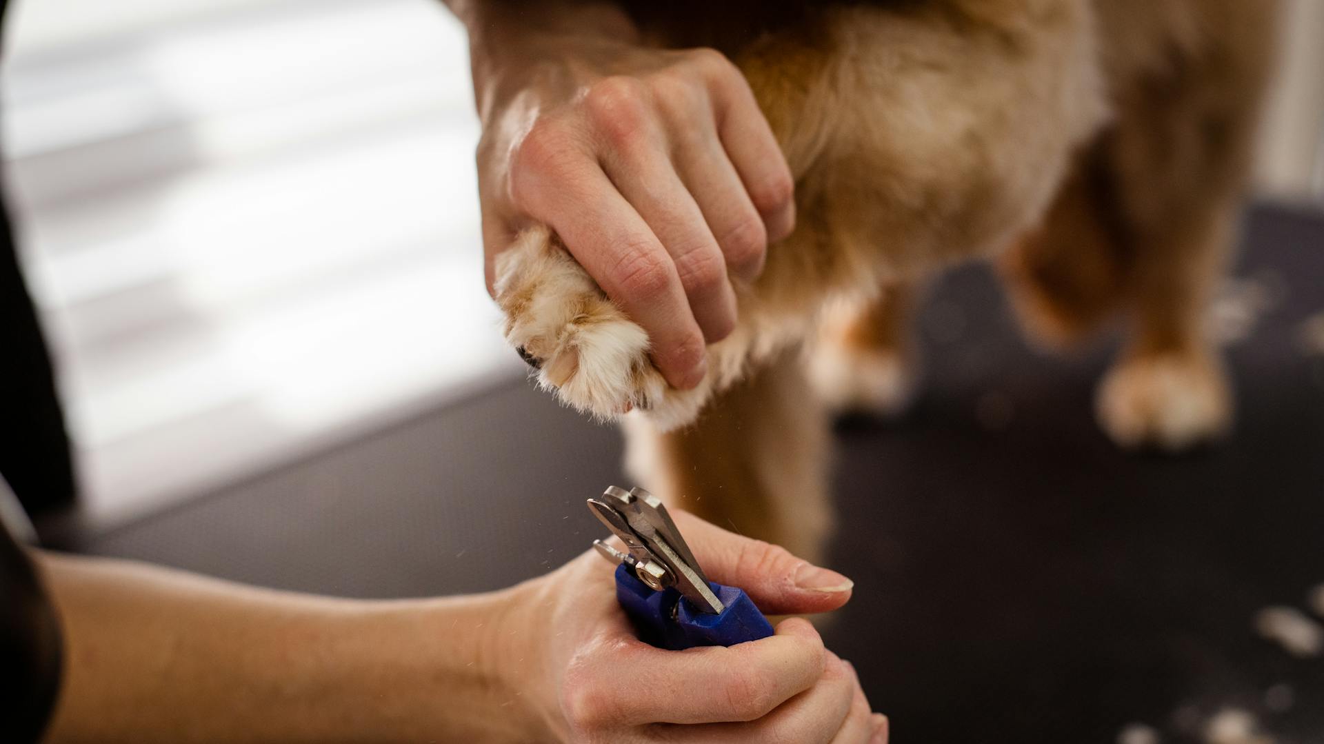 La taille des ongles des chiens