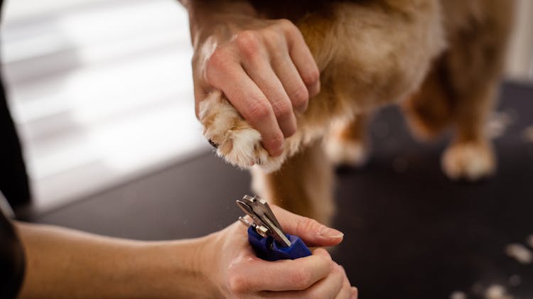 Key Grooming Tools Every Dog Owner Should Have thumbnail