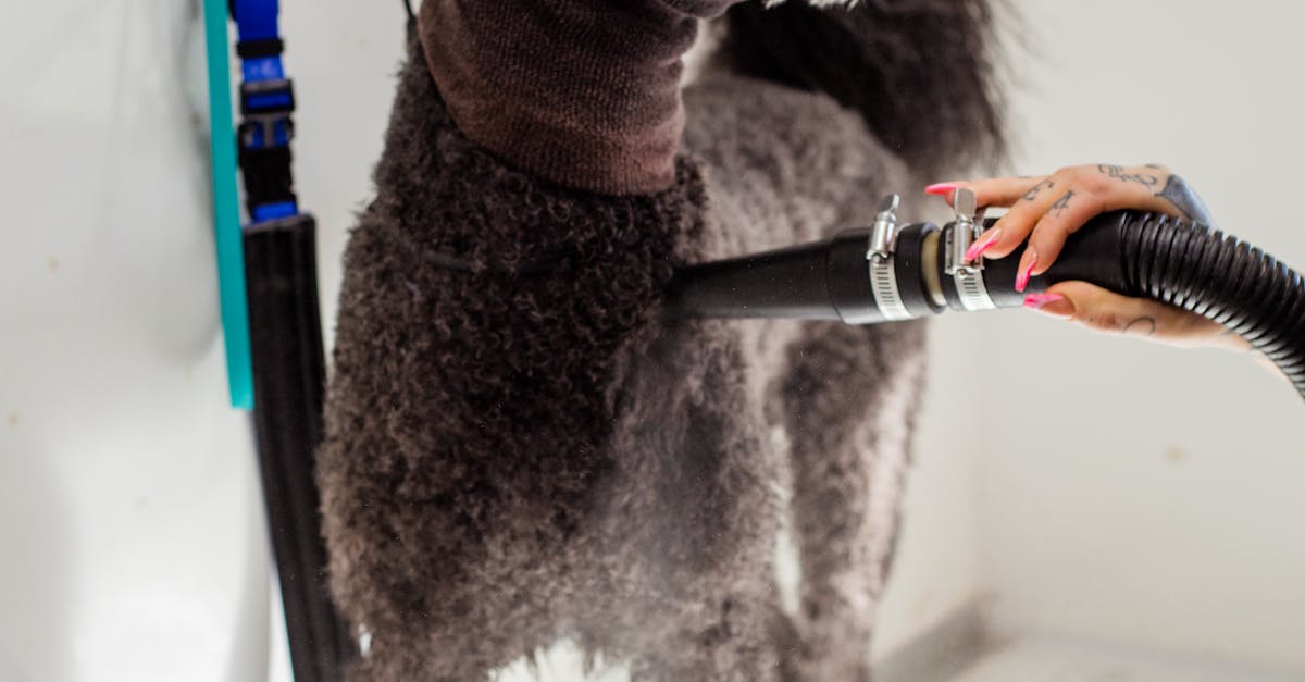 Blow Drying a Dog