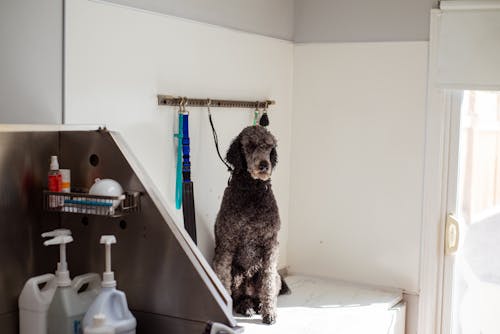 A Dog in a Pet Salon