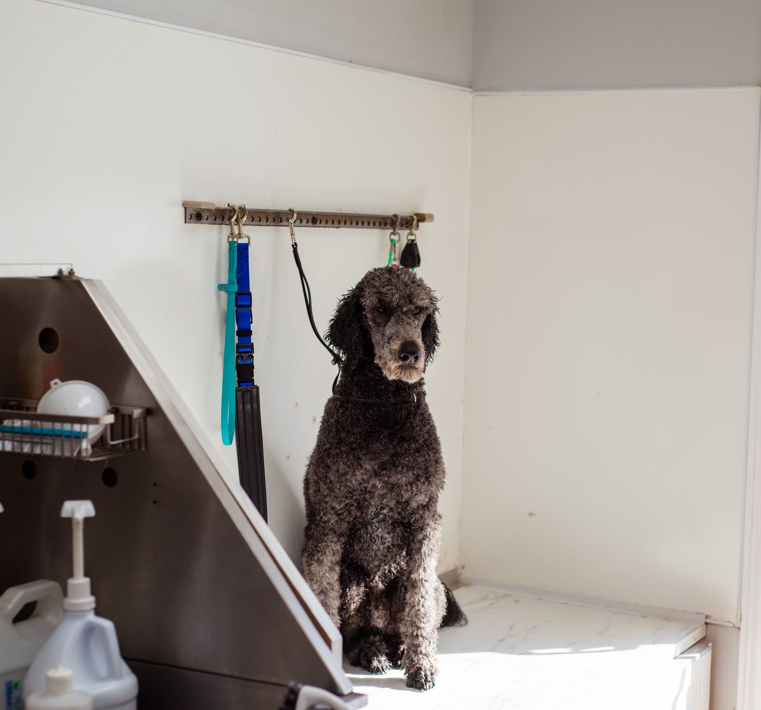 A poodle sits patiently in a pet salon, ready for grooming. Indoor shot with grooming tool