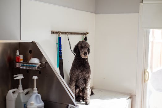 A poodle sits patiently in a pet salon, ready for grooming. Indoor shot with grooming tools around.