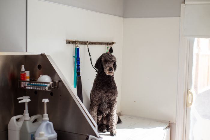 Temporary stock photo — A dog waiting in a grooming salon with tools nearby