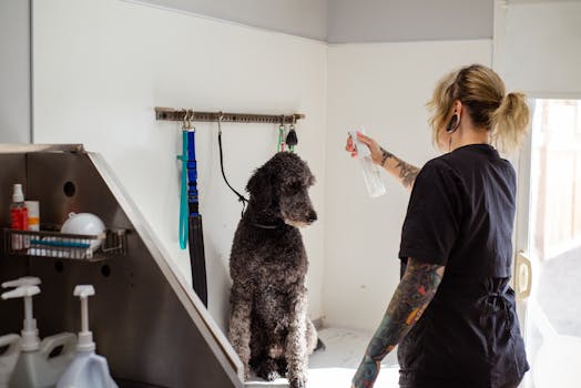 A professional groomer sprays a poodle during a grooming session indoors.
