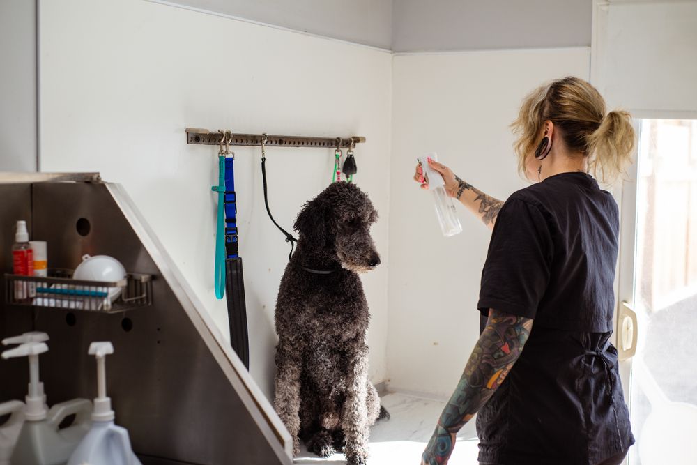 Poodle đang được groomer chăm sóc