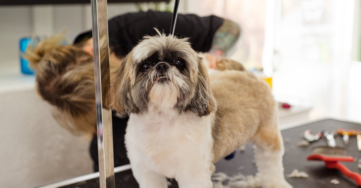 Dog Getting Professional Haircut