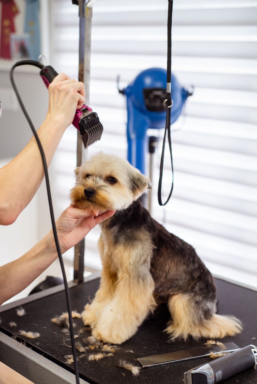 Yorkshire terrier receiving a professional grooming session on a grooming table