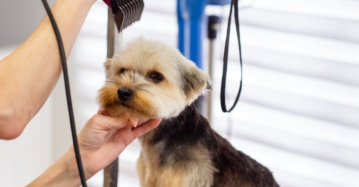A Dog at a Groomer