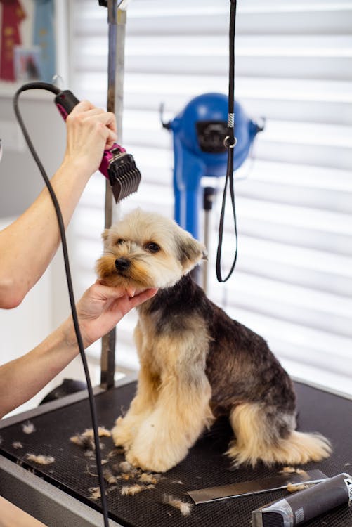 Free A woman is cutting the hair of a small dog Stock Photo