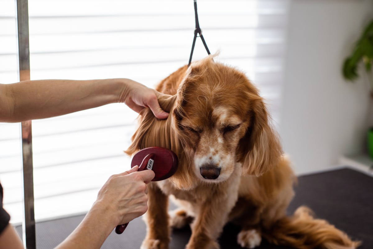 Toelettatore che spazzola delicatamente un piccolo cane sul tavolo
