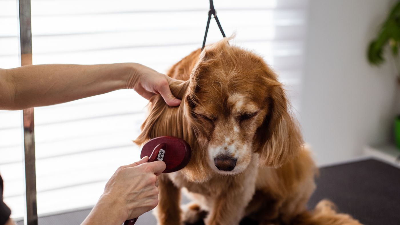 A Complete Guide to All-Breed Dog Grooming at Home