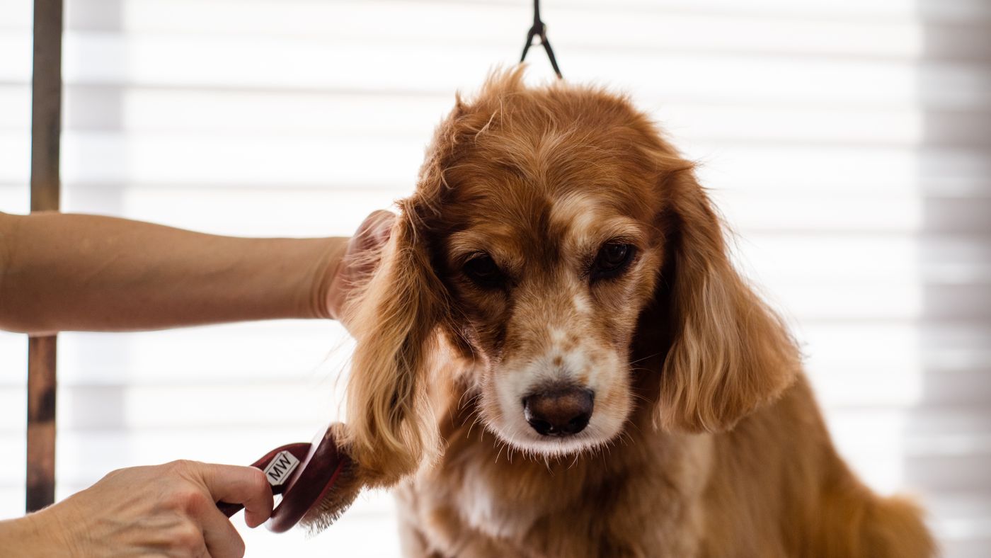 First Steps in Grooming a New Dog: What to Do and What to Skip