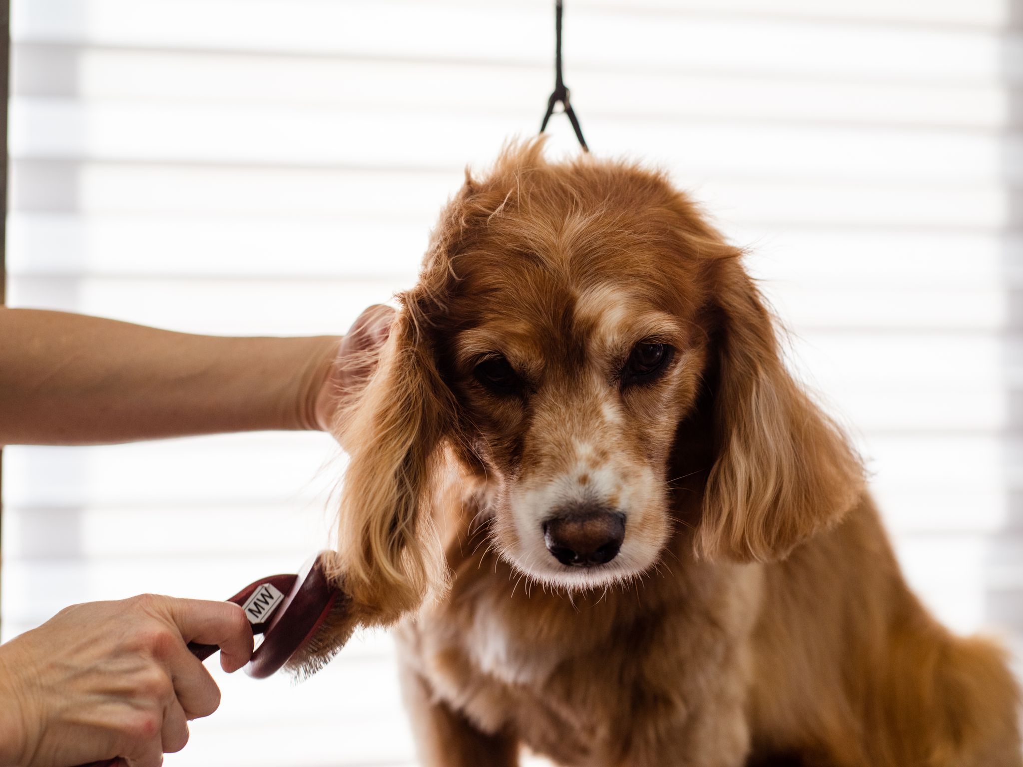 Dog being groomed at a grooming salon