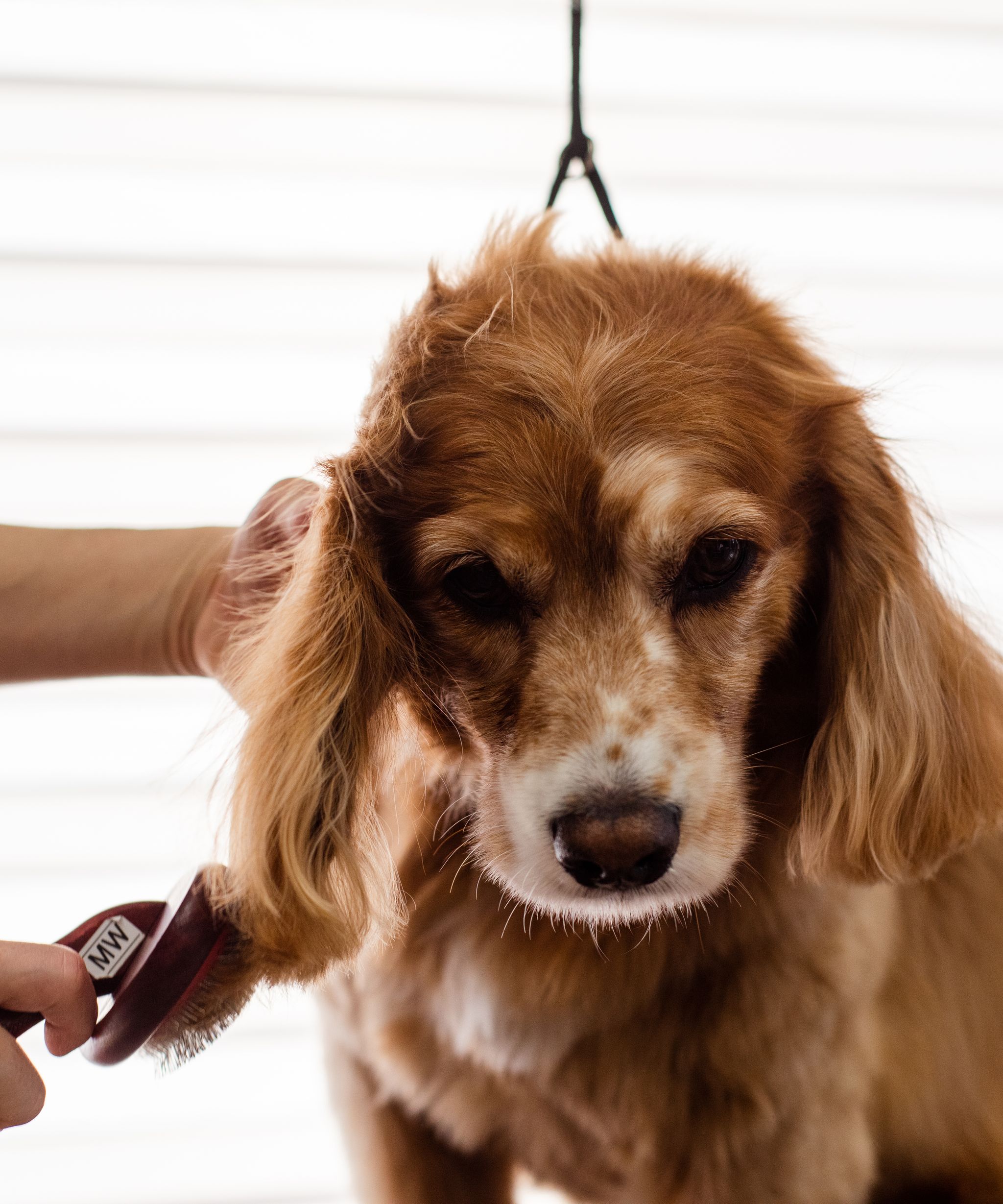 Dog being groomed at a grooming salon