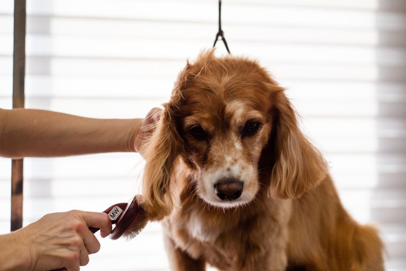 Bir tımarcının fırçayla köpeği taradığı an