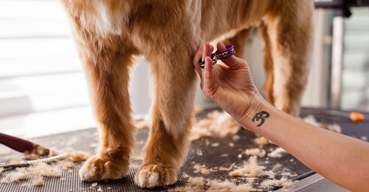 Woman Hand Trimming Dog