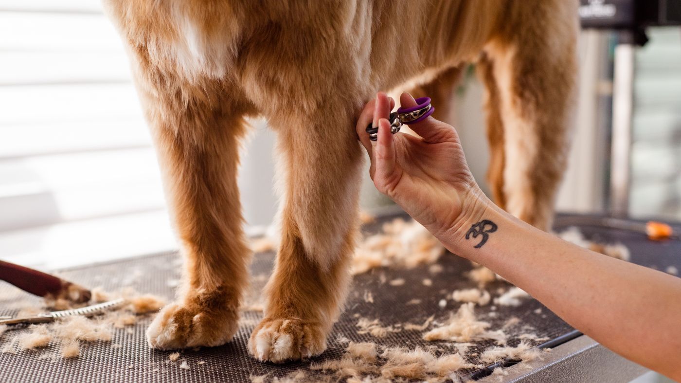 Dog resting beside pet feeding and home essentials