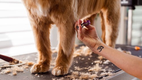 Free Woman Hand Trimming Dog Stock Photo
