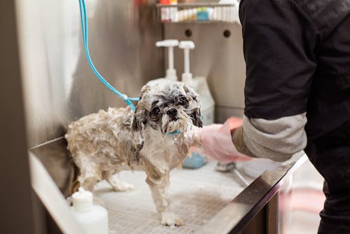 Washing Dog at Saloon