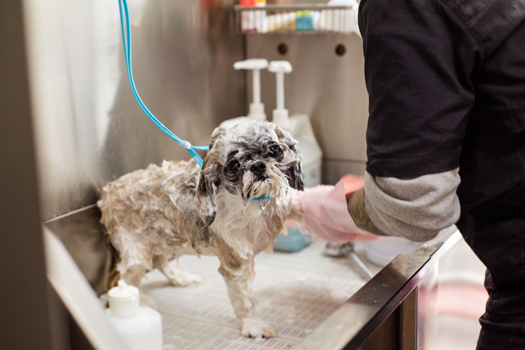 A wet Shih Tzu being washed at a grooming station.