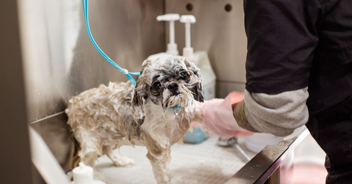A wet Shih Tzu dog getting washed at a pet grooming station indoors with pink gloves.