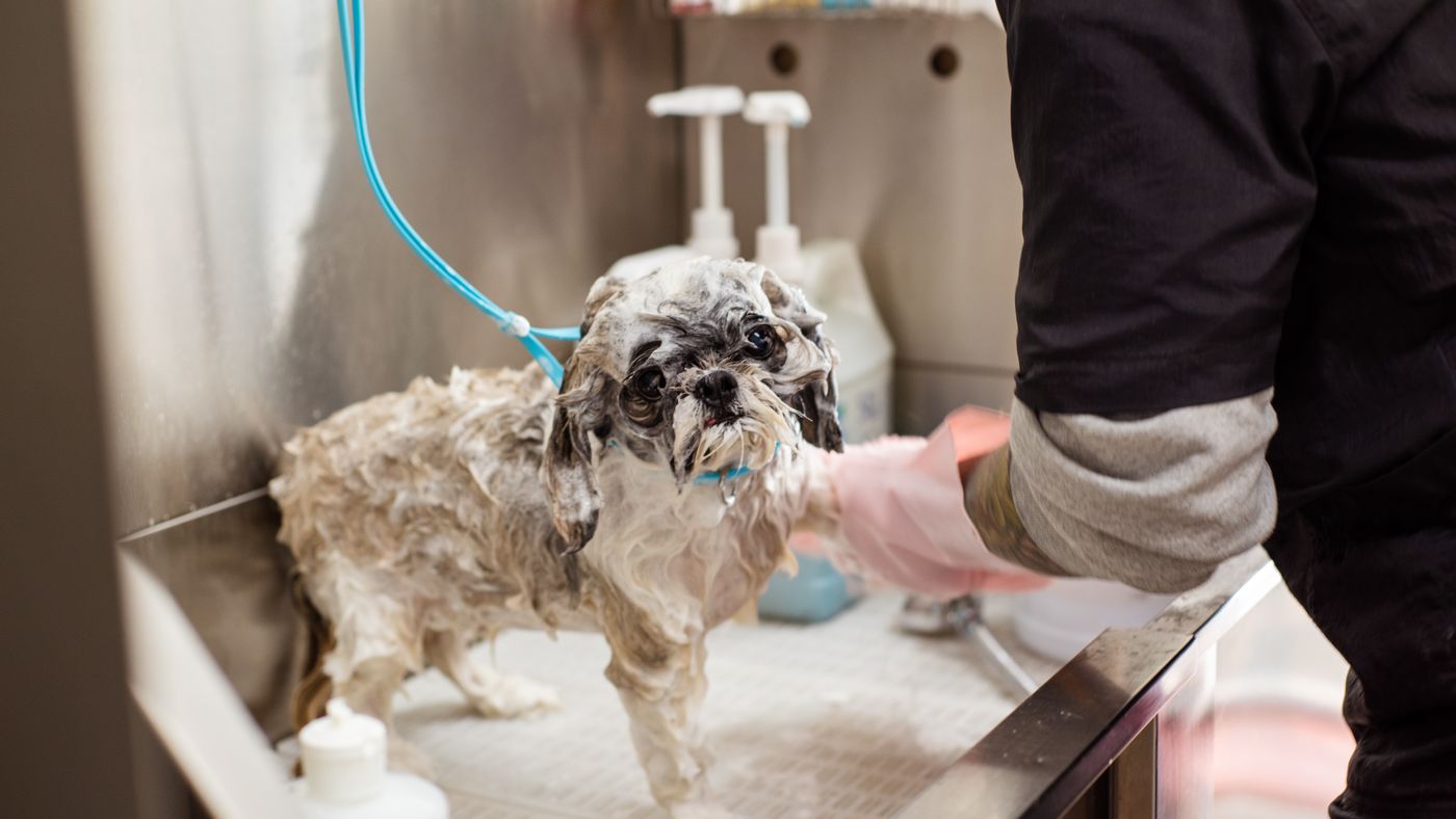 How to Bathe Your Dog Without the Drama or the Mistakes