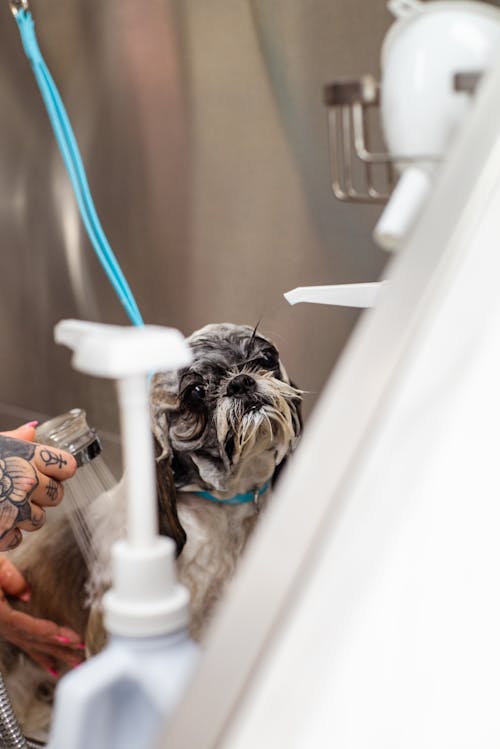 Wet Dog Getting Professional Grooming