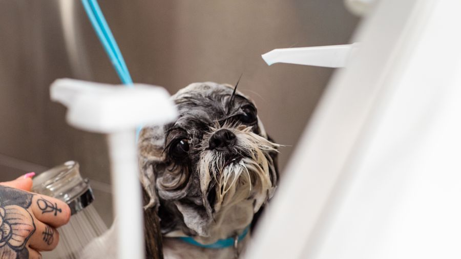 Routine settimanale di toelettatura del cane: guida pratica