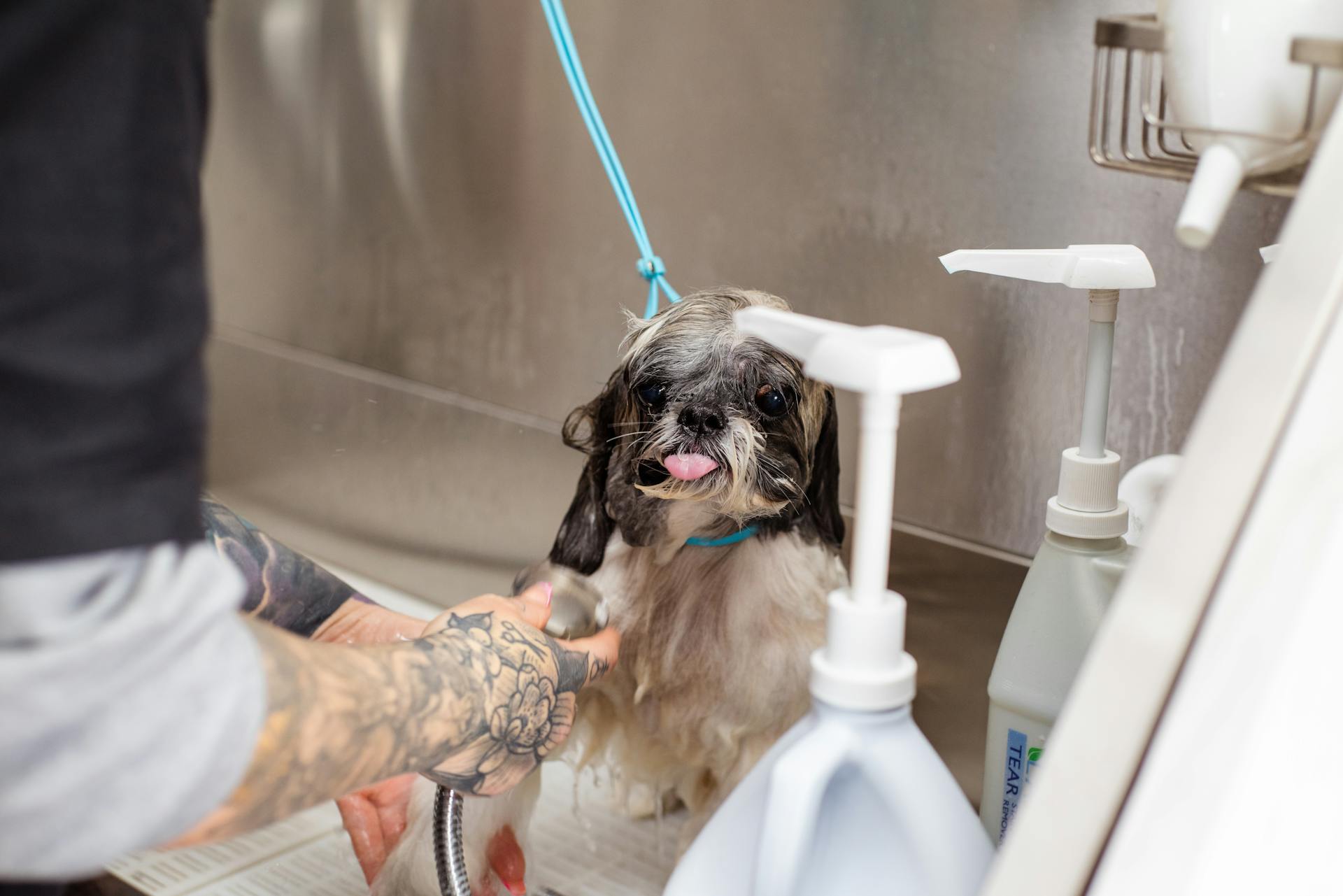 Arms of a Person Bathing a Dog