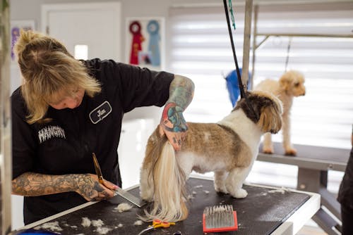 A Woman Grooming a Dog