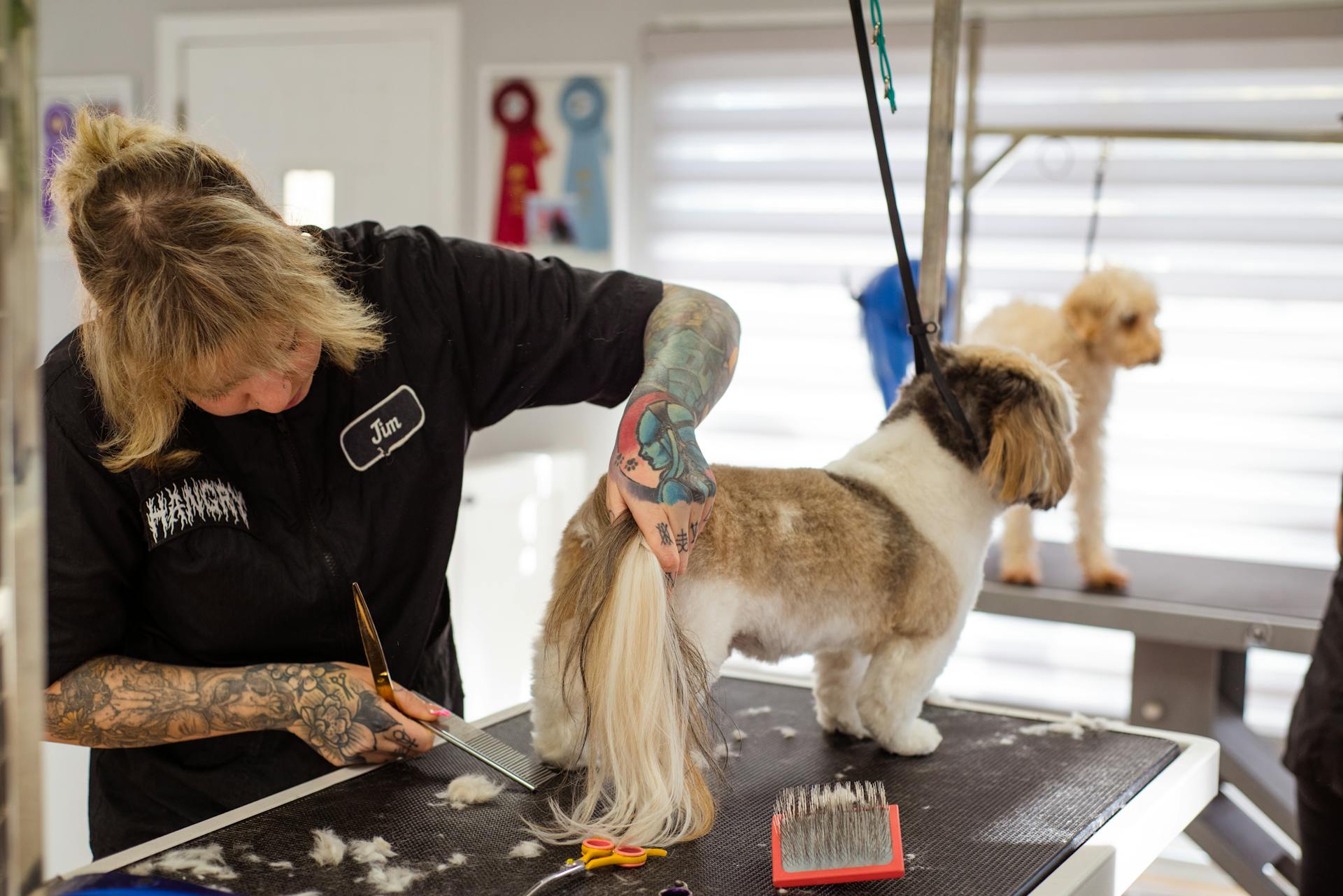 Une femme soigne un chien