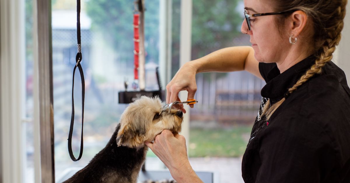Shampooch Dog Grooming Hub Albury Wodonga