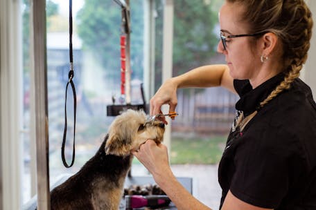 A dog groomer expertly trimming a dog's fur in a bright grooming salon.