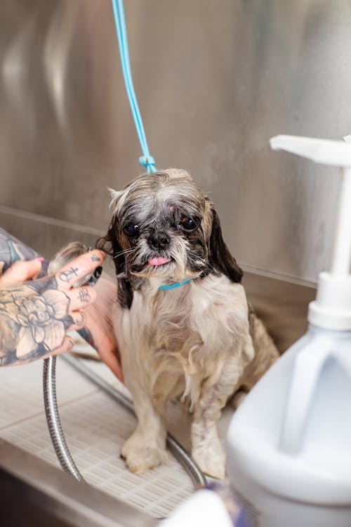 Woman Hand with Tattoos Washing Dog