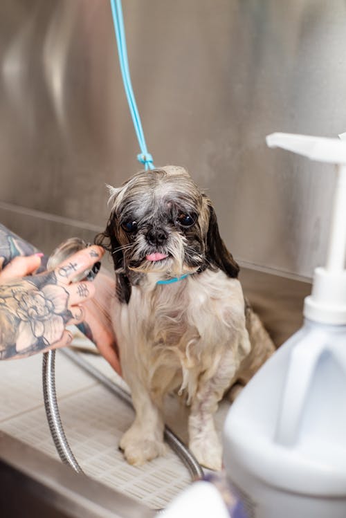 Free A dog getting a bath in a sink Stock Photo