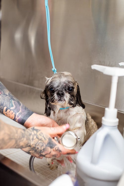 Woman Hands with Tattoos Washing Dog