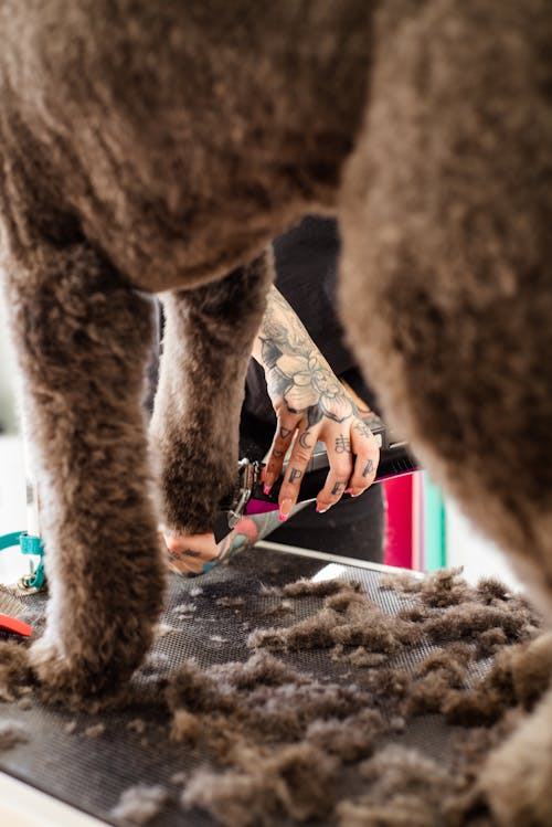 Woman Hand with Tattoos Trimming Dog Legs