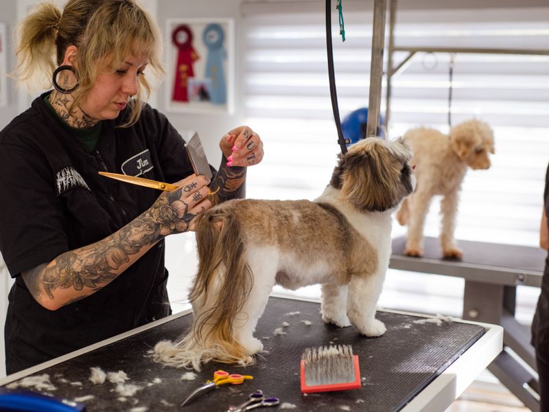 Professional groomer styling a Shih Tzu while another dog awaits