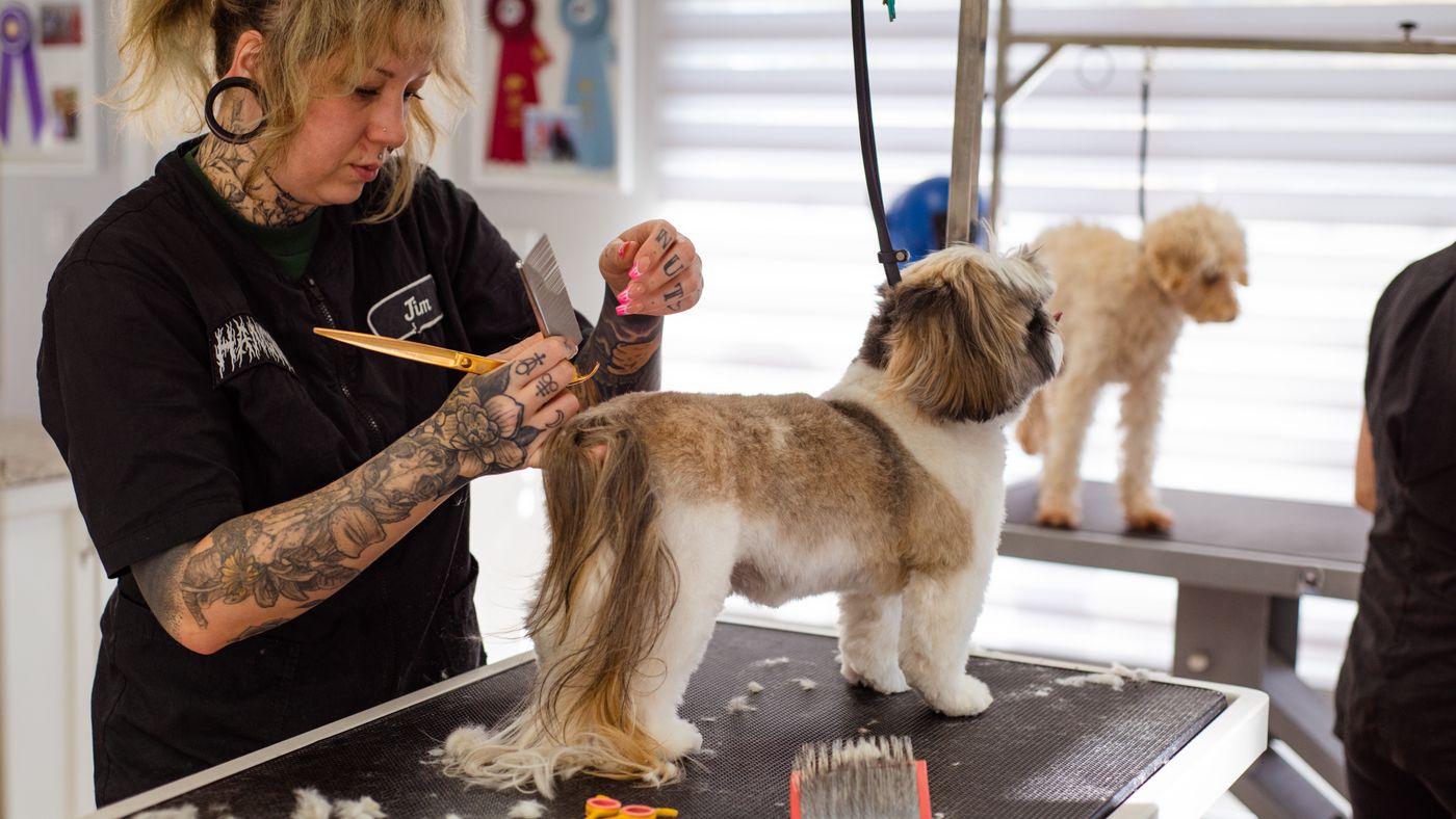 Starting a Mobile Grooming Business: What the Trailer Decision Actually Involves