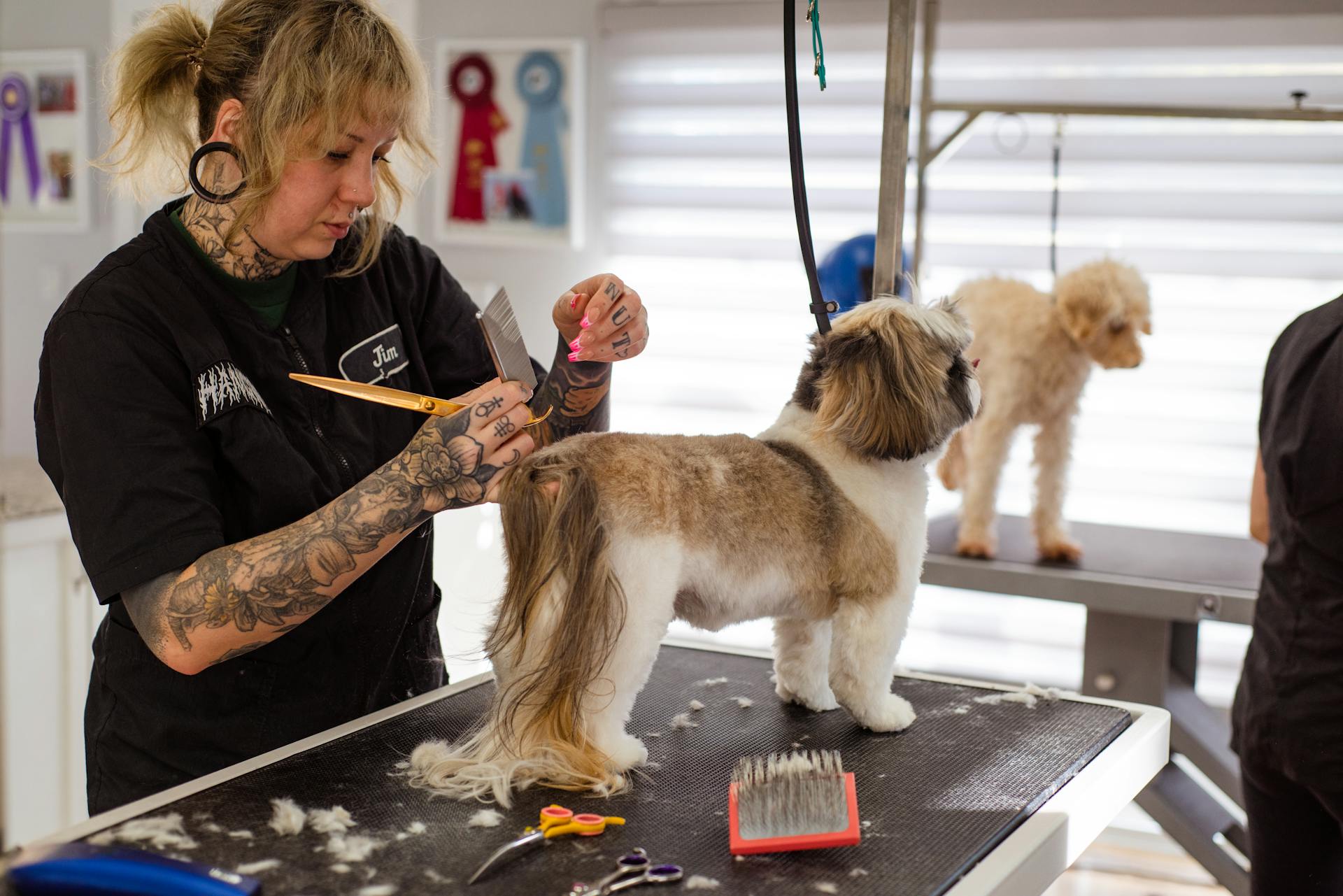 Dog Groomer at Work