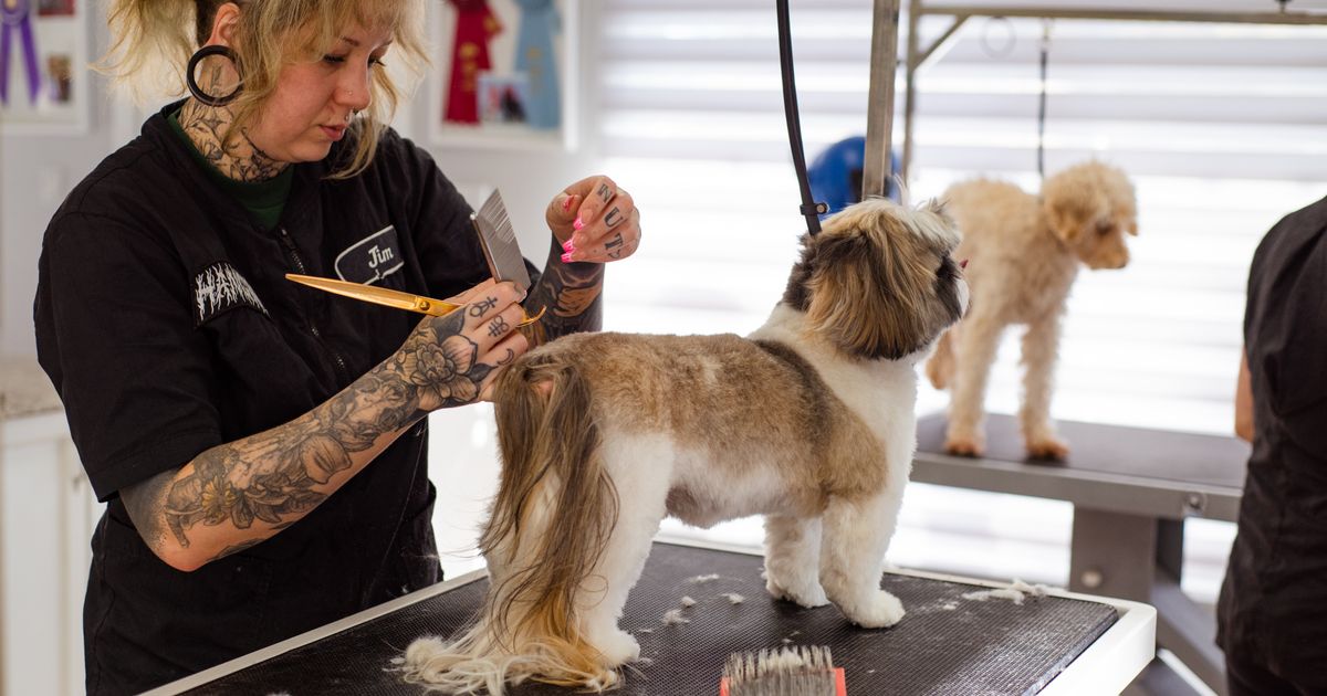 Top Concentrated Dog Shampoos with the Best Dilution Ratios for High-Volume Salons