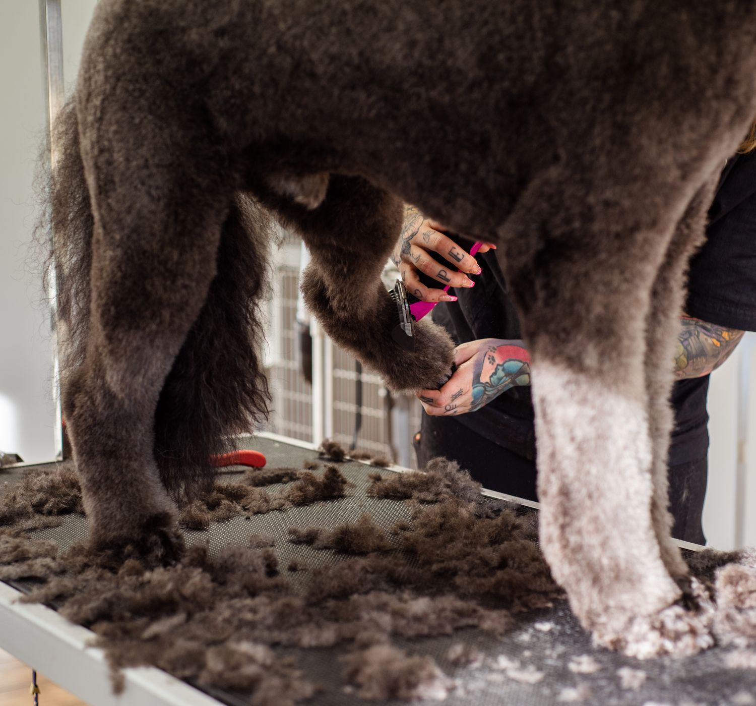 A professional groomer trimming a large dog's fur indoors, showcasing grooming tools.