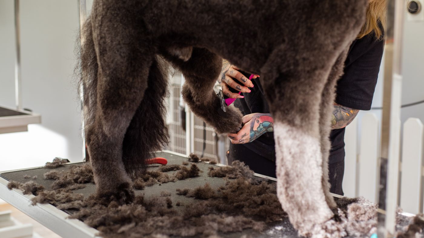 Clipping Your Dog's Coat the Right Way (It's an Art, Not Just a Chore)