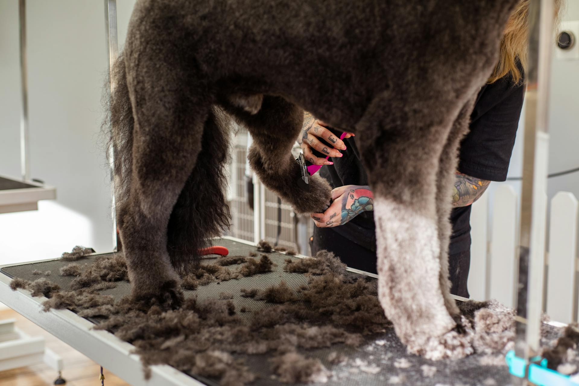 Un chien à la brosse