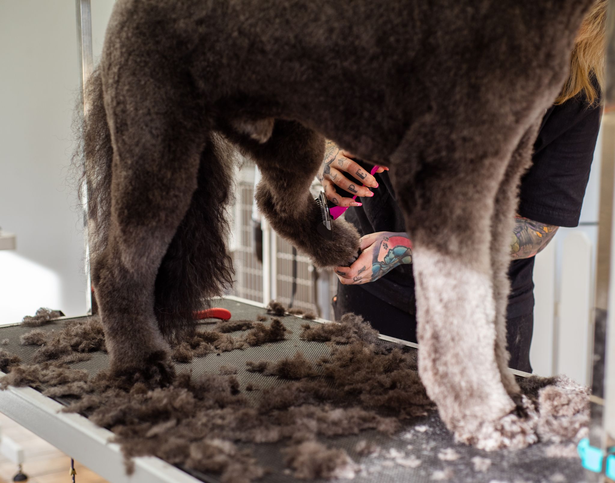 Dog being groomed at a grooming salon